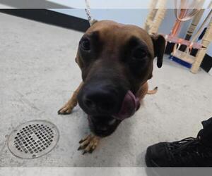 Staffordshire Bull Terrier Dogs for adoption in Palmetto, FL, USA