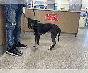 Mutt Dogs for adoption in Louisville, KY, USA