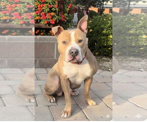 Mutt Dogs for adoption in Chandler, AZ, USA