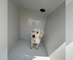 Poodle (Miniature) Dogs for adoption in Houston, TX, USA