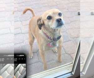 Cheagle Dogs for adoption in Apple Valley, CA, USA