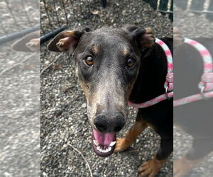 Doberman Pinscher Dogs for adoption in Woodland, CA, USA