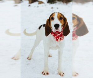 Treeing Walker Coonhound Dogs for adoption in Sandy, UT, USA