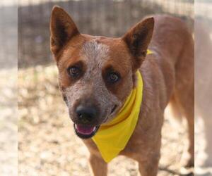 Mutt Dogs for adoption in San Antonio, TX, USA