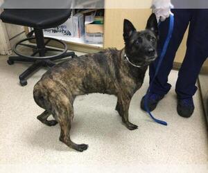 - Mix Dogs for adoption in Riverside, CA, USA