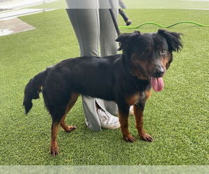 Cocker Spaniel-Rottweiler Mix Dogs for adoption in Baytown, TX, USA