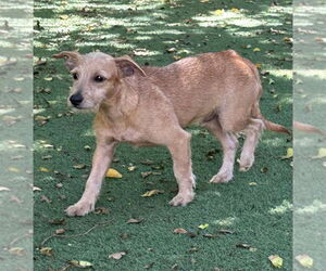 Irish Terrier Dogs for adoption in Pompano Beach , FL, USA