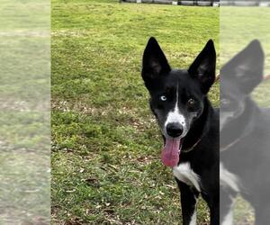 Siberian Husky-Unknown Mix Dogs for adoption in Fort Lauderdale, FL, USA