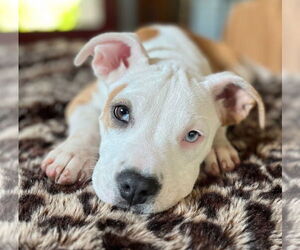 American Pit Bull Terrier-Unknown Mix Dogs for adoption in Wakefield, RI, USA