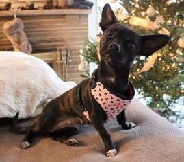 Chihuahua-Unknown Mix Dogs for adoption in Chaska, MN, USA