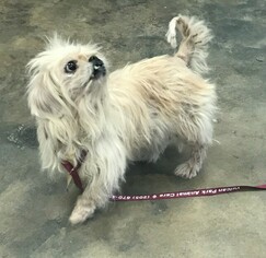 Shih Tzu Dogs for adoption in Baileyton, AL, USA