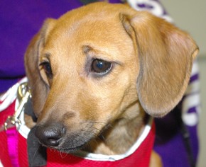 Medium Photo #1 Chiweenie Puppy For Sale in Longview, WA, USA