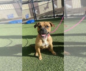 Boxer-Unknown Mix Dogs for adoption in Baytown, TX, USA