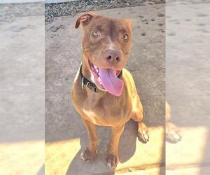 American Pit Bull Terrier Dogs for adoption in Sacramento, CA, USA