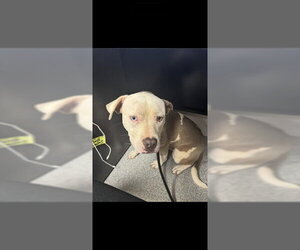 American Staffordshire Terrier-Unknown Mix Dogs for adoption in Palmetto, FL, USA