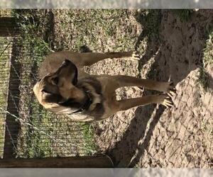Shepradors Dogs for adoption in oakland, FL, USA