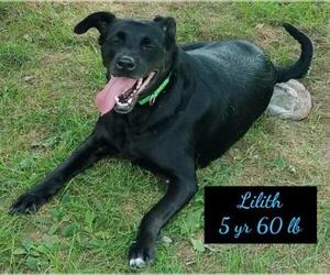 Labbe Dogs for adoption in Blakeslee, PA, USA