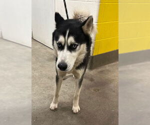 Siberian Husky Dogs for adoption in Forestville, MD, USA