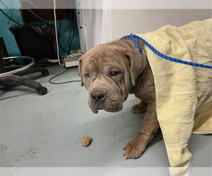 American Pit Bull Terrier-Unknown Mix Dogs for adoption in Waco, TX, USA