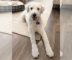 Medium Photo #7 Mutt Puppy For Sale in Corona, CA, USA