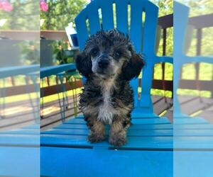 Poodle (Toy)-Unknown Mix Dogs for adoption in Pacolet, SC, USA