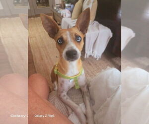 Chihuahua-Unknown Mix Dogs for adoption in Key Largo, FL, USA