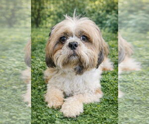 Shih Tzu Dogs for adoption in Bon Carbo, CO, USA