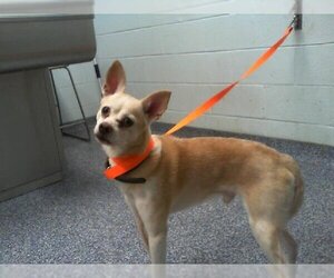 Chihuahua-Unknown Mix Dogs for adoption in Charlotte, NC, USA