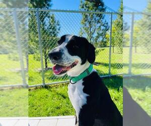 Beagle-Border Collie Mix Dogs for adoption in Shaftsbury, VT, USA