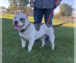 Olde Bulldog Dogs for adoption in Seattle, WA, USA