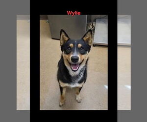 Mutt Dogs for adoption in Paso Robles, CA, USA