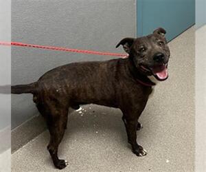 American Pit Bull Terrier-Unknown Mix Dogs for adoption in Las Vegas, NV, USA