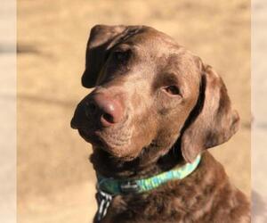 Chesapeake Bay Retriever Dogs for adoption in San Ramon, CA, USA