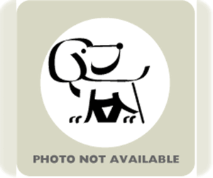 Dachshund-Unknown Mix Dogs for adoption in Wichita, KS, USA