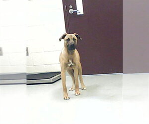 Black Mouth Cur-Unknown Mix Dogs for adoption in Fayetteville, NC, USA