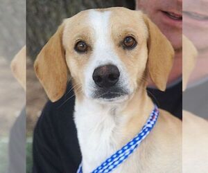 Jack Russell Terrier-Unknown Mix Dogs for adoption in Carrollton, TX, USA