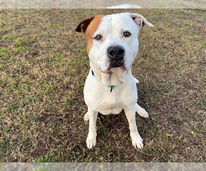 American Bulldog Dogs for adoption in Ocala, FL, USA
