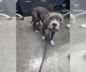 American Pit Bull Terrier-Unknown Mix Dogs for adoption in Evansville, IN, USA