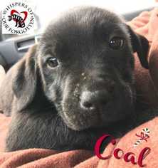 Labrador Retriever Dogs for adoption in South Mills, NC, USA
