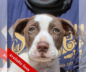 American Staffordshire Terrier-Boxer Mix Dogs for adoption in Huntley, IL, USA