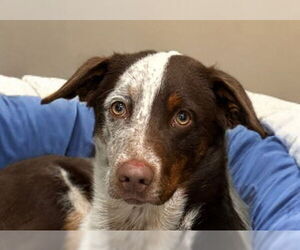 Mutt Dogs for adoption in Lake Forest, CA, USA