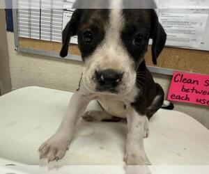 American Pit Bull Terrier-Unknown Mix Dogs for adoption in Conroe, TX, USA