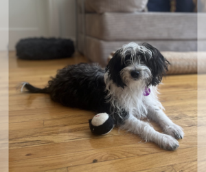 Shih Tzu-Unknown Mix Dogs for adoption in Brooklyn, NY, USA