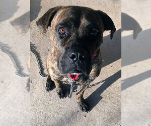 Bullmastiff Dogs for adoption in Dripping Springs, TX, USA