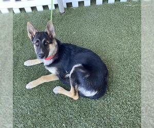 German Shepherd Dog Dogs for adoption in Modesto, CA, USA