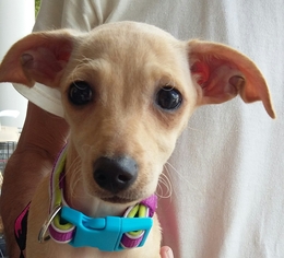 Medium Photo #1 Chiweenie Puppy For Sale in Winder, GA, USA