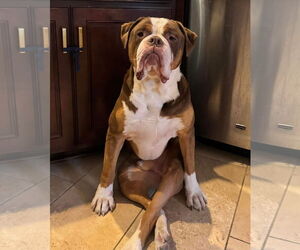 Bulldog Dogs for adoption in New Orleans, LA, USA