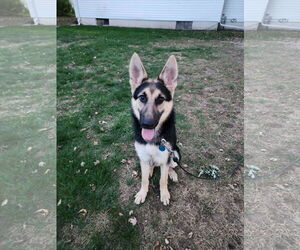 German Shepherd Dog Dogs for adoption in Roseville, MN, USA