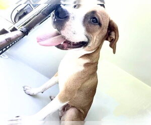 American Staffordshire Terrier Dogs for adoption in Houston, TX, USA