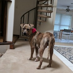 Plott Hound-Unknown Mix Dogs for adoption in Evergreen, CO, USA